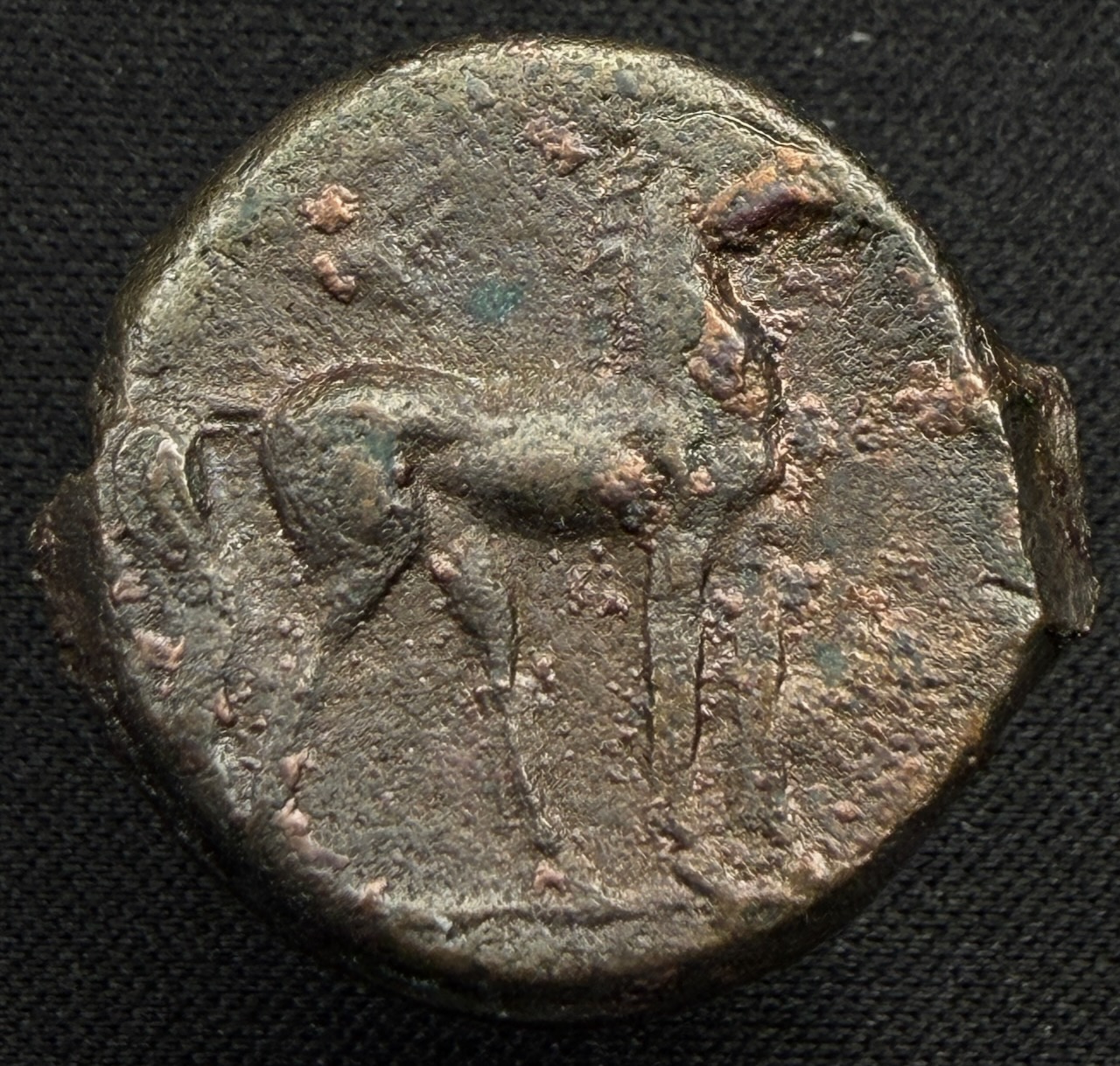 Carthaginian bronze shekel, horse before palm
