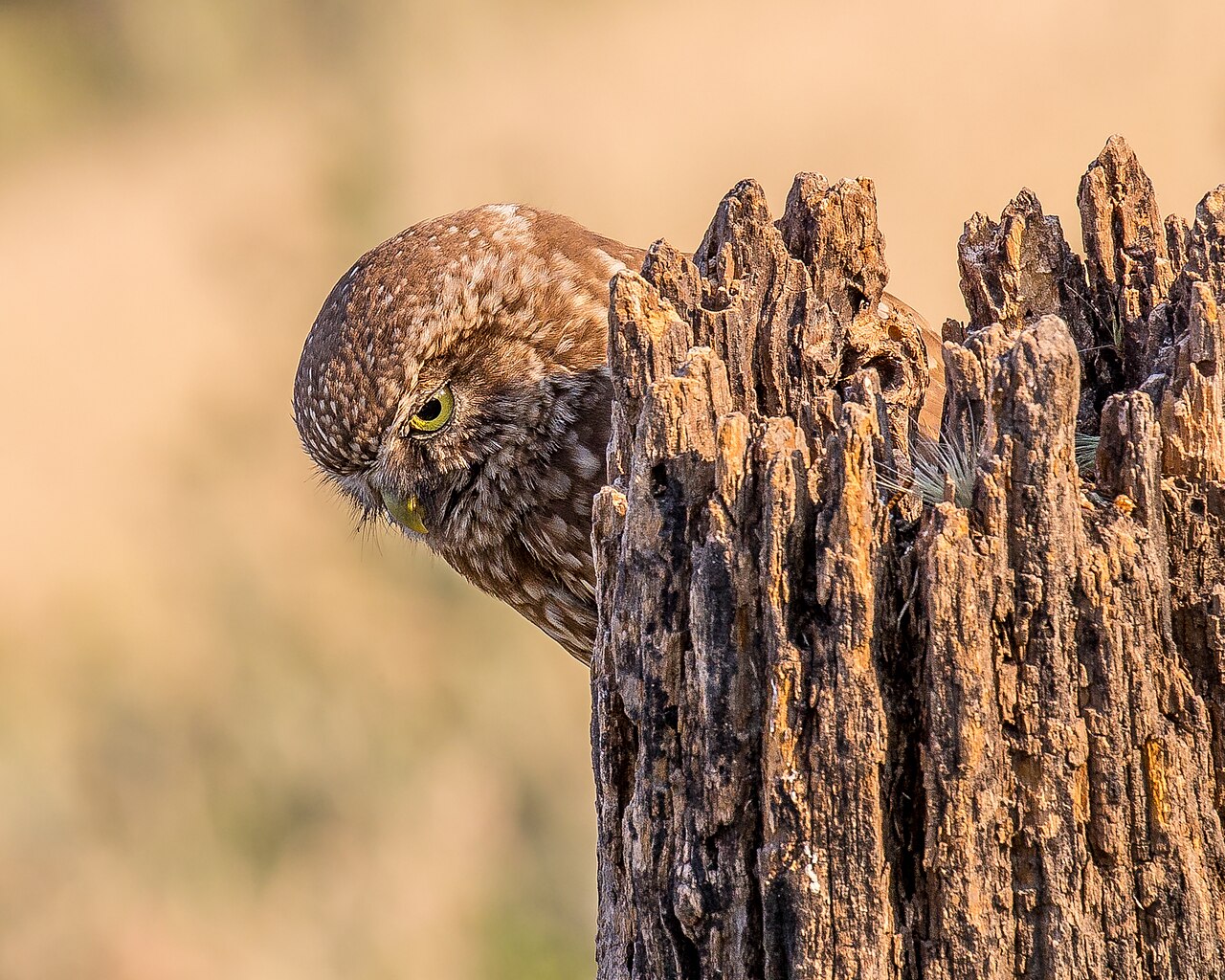 A little owl