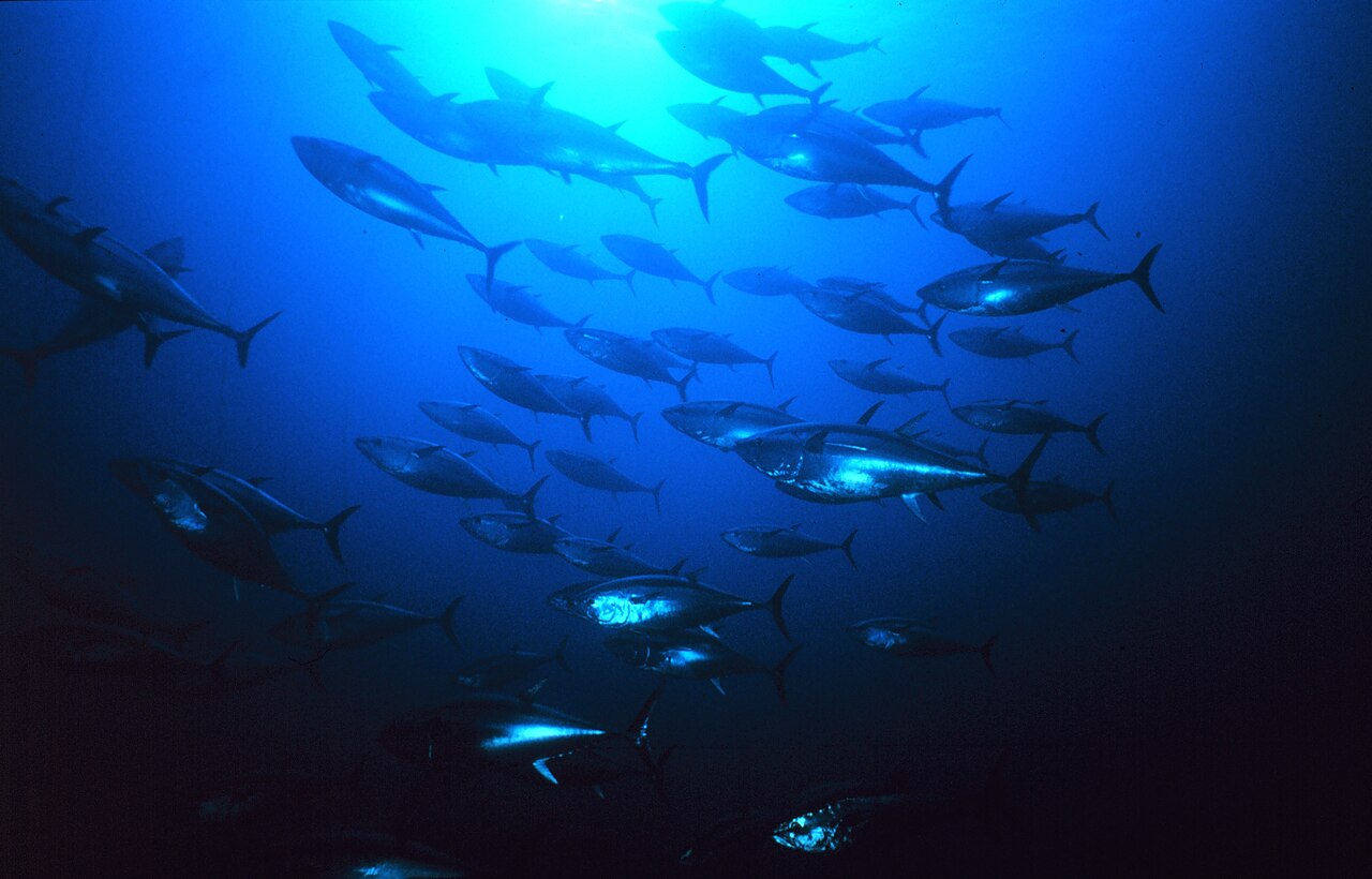 A school of bluefin tuna